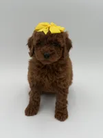 Gigi, a female Miniature Goldendoodle for sale in Mayfield, KY – Photo 3 of 10