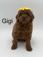 Gigi, a female Miniature Goldendoodle for sale in Mayfield, KY – Photo 1 of 10