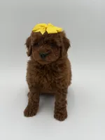 Gigi, a female Miniature Goldendoodle for sale in Mayfield, KY – Photo 6 of 10