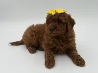 Gigi, a female Miniature Goldendoodle for sale in Mayfield, KY – Photo 10 of 10