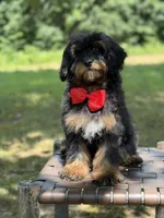 Teddy , a male Miniature Goldendoodle for sale in Mayfield, KY – 9 of 10