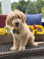 Austin, a male Miniature Goldendoodle for sale in Mayfield, KY – 6 of 10