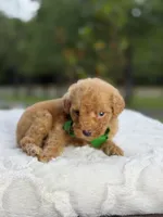 Chase , a male Miniature Goldendoodle for sale in Mayfield, KY – 10 of 10
