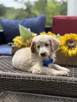 Anthony, a male Miniature Goldendoodle for sale in Mayfield, KY – 8 of 10