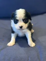 T'R, a male Aussalier for sale in Mayfield, KY – 8 of 8