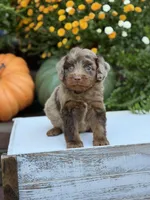Eli, a male Miniature Aussiedoodle for sale in Mayfield, KY – 4 of 10
