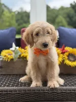 Alex, a male Miniature Goldendoodle for sale in Mayfield, KY – 7 of 10