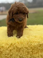 Ruby , a female Miniature Goldendoodle for sale in Mayfield, KY – Photo 5 of 10