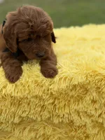 Ruby , a female Miniature Goldendoodle for sale in Mayfield, KY – Photo 7 of 10