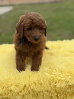 Ruby , a female Miniature Goldendoodle for sale in Mayfield, KY – Photo 2 of 10