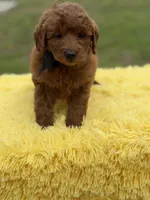 Ruby , a female Miniature Goldendoodle for sale in Mayfield, KY – Photo 4 of 10