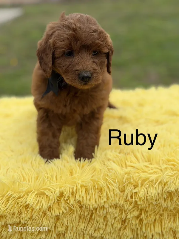 Ruby  – Miniature Goldendoodle puppy for sale in Mayfield, KY