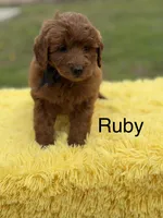 Ruby , a female Miniature Goldendoodle for sale in Mayfield, KY – Photo 1 of 10