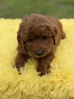 Ruby , a female Miniature Goldendoodle for sale in Mayfield, KY – Photo 3 of 10