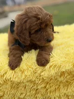 Ruby , a female Miniature Goldendoodle for sale in Mayfield, KY – Photo 9 of 10