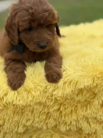 Ruby , a female Miniature Goldendoodle for sale in Mayfield, KY – Photo 10 of 10