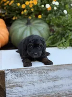 Elmo, a male Miniature Aussiedoodle for sale in Mayfield, KY – 9 of 9