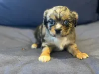 Tally , a female Aussalier for sale in Mayfield, KY – 8 of 10