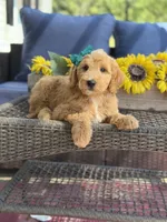 Daisy , a female Goldendoodle for sale in Mayfield, KY – 9 of 10