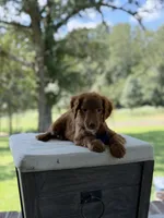 Boo, a female Miniature Goldendoodle for sale in Mayfield, KY – 9 of 10