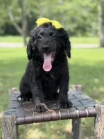 Gina, a female Miniature Bernedoodle for sale in Mayfield, KY – 8 of 10