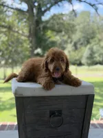 Buzz, a male Miniature Goldendoodle for sale in Mayfield, KY – 8 of 10