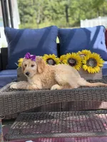 Dixie , a female Goldendoodle for sale in Mayfield, KY – 7 of 10