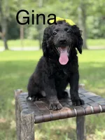Gina, a female Miniature Bernedoodle for sale in Mayfield, KY – 1 of 10