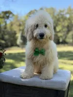 Buddy , a male Miniature Goldendoodle for sale in Mayfield, KY – 3 of 10