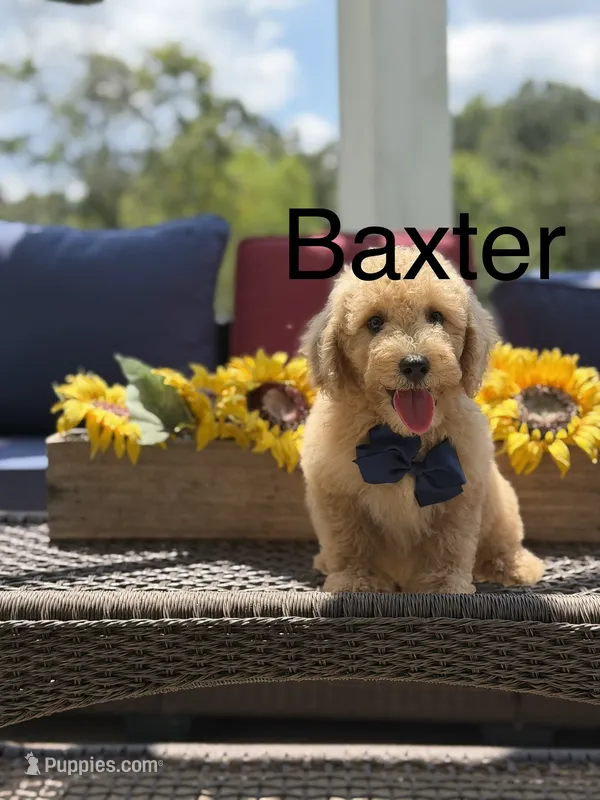 Baxter – Miniature Goldendoodle puppy for sale in Mayfield, KY