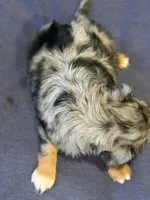 Tally , a female Aussalier for sale in Mayfield, KY – 9 of 10