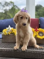 Amelia , a female Miniature Goldendoodle for sale in Mayfield, KY – 8 of 10