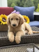 Amelia , a female Miniature Goldendoodle for sale in Mayfield, KY – 7 of 10