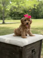 Winnie , a female Miniature Goldendoodle for sale in Mayfield, KY – 6 of 10