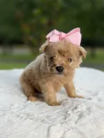 Cookie , a female Miniature Goldendoodle for sale in Mayfield, KY – 7 of 10