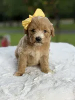 Charlie, a female Miniature Goldendoodle for sale in Mayfield, KY – 5 of 10