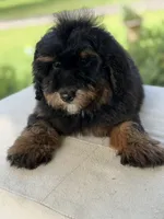 Teddy , a male Miniature Goldendoodle for sale in Mayfield, KY – 1 of 2