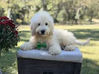 Buddy , a male Miniature Goldendoodle for sale in Mayfield, KY – 5 of 10