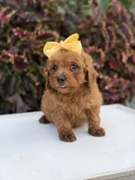 Lucy, a female Miniature Goldendoodle for sale in Mayfield, KY – 2 of 10