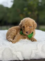 Chase , a male Miniature Goldendoodle for sale in Mayfield, KY – 4 of 10