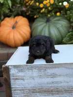 Elmo, a male Miniature Aussiedoodle for sale in Mayfield, KY – 5 of 9
