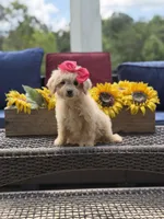 Bailey , a female Miniature Goldendoodle for sale in Mayfield, KY – 10 of 10