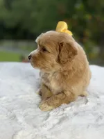 Charlie, a female Miniature Goldendoodle for sale in Mayfield, KY – 7 of 10