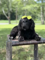 Gina, a female Miniature Bernedoodle for sale in Mayfield, KY – 7 of 10