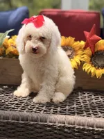 Adrian, a female Miniature Goldendoodle for sale in Mayfield, KY – 5 of 10
