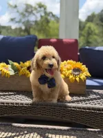 Baxter, a male Miniature Goldendoodle for sale in Mayfield, KY – 2 of 10