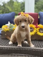 Alina, a female Miniature Goldendoodle for sale in Mayfield, KY – 3 of 10