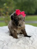 Chole , a female Miniature Goldendoodle for sale in Mayfield, KY – 7 of 10