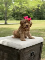 Winnie , a female Miniature Goldendoodle for sale in Mayfield, KY – 7 of 10