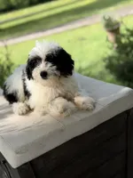 BO , a male Miniature Goldendoodle for sale in Mayfield, KY – 6 of 10